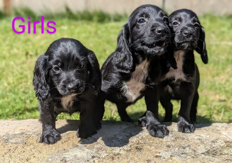Cocker Spaniel puppies for sale in Bishop Auckland, Durham – 8 weeks old - Image 2 of 3
