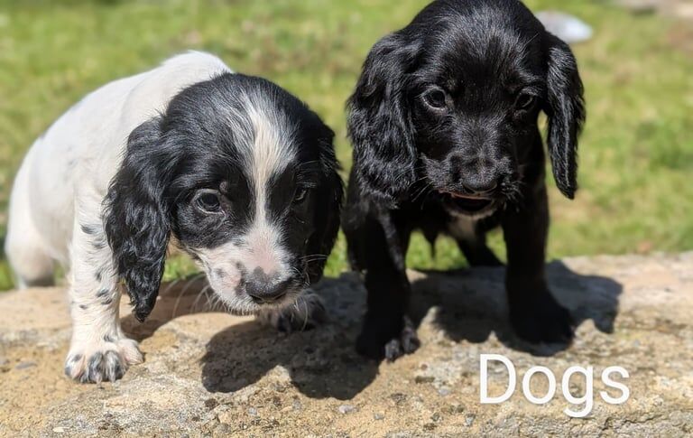 Cocker Spaniel puppies for sale in Bishop Auckland, Durham – 8 weeks old - Image 3 of 3