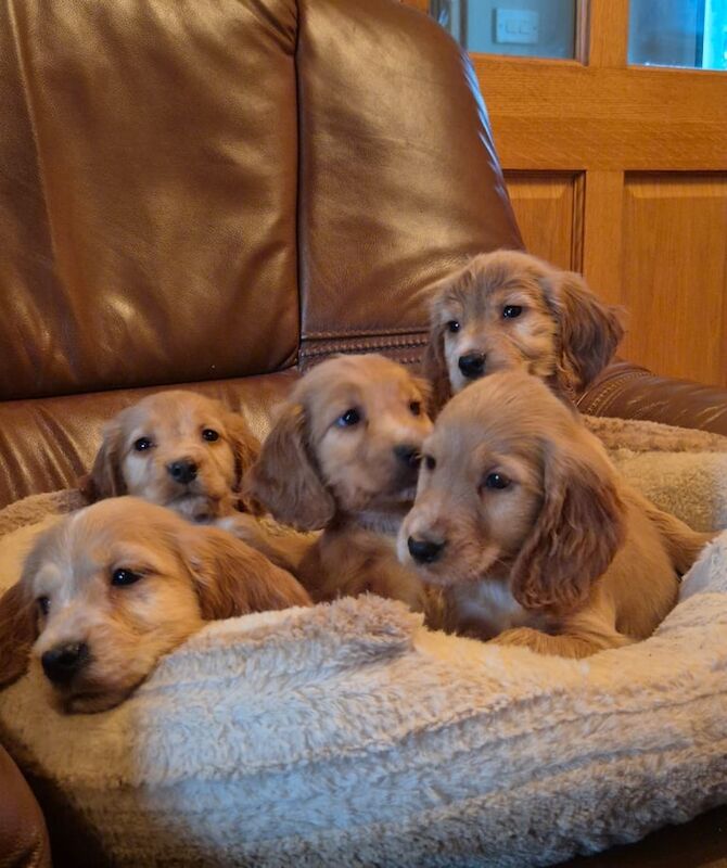 Cocker Spaniel puppies for sale in Dromore , County Tyrone – 8 weeks old