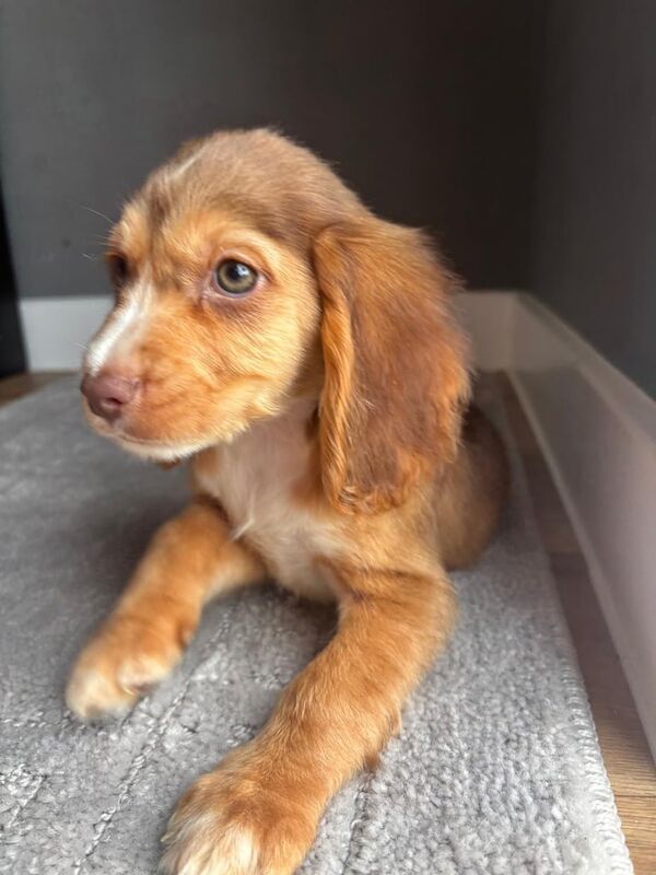 Cocker Spaniel puppies for sale in Ashford, Kent – 9 weeks old