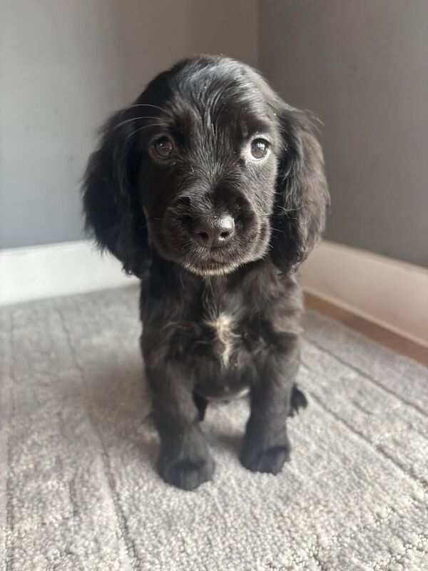 Cocker Spaniel puppies for sale in Ashford, Kent – 9 weeks old - Image 2 of 3