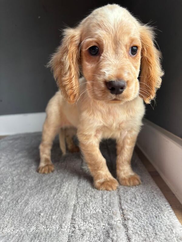 Cocker Spaniel puppies for sale in Ashford, Kent – 9 weeks old - Image 3 of 3