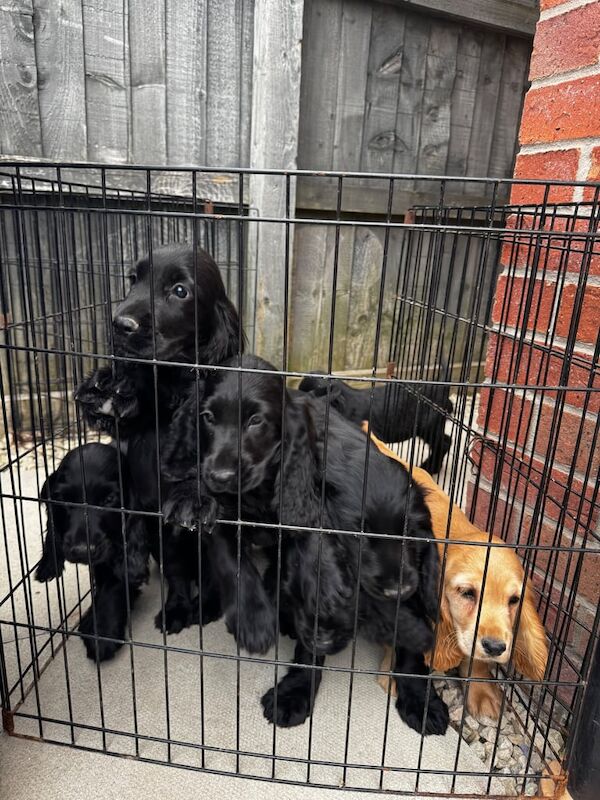 Cocker Spaniel puppies for sale in Warrington, Cheshire – 8 weeks old