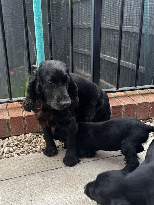 Cocker Spaniel puppies for sale in Warrington, Cheshire – 8 weeks old - Image 2 of 3
