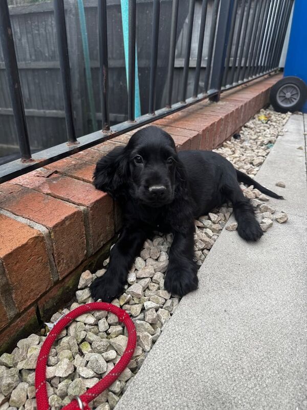 Cocker Spaniel puppies for sale in Warrington, Cheshire – 8 weeks old - Image 3 of 3
