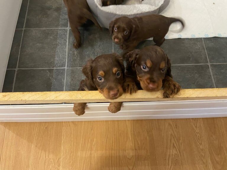 Cocker Spaniel puppies for sale in Peterlee, Durham – 7 weeks old