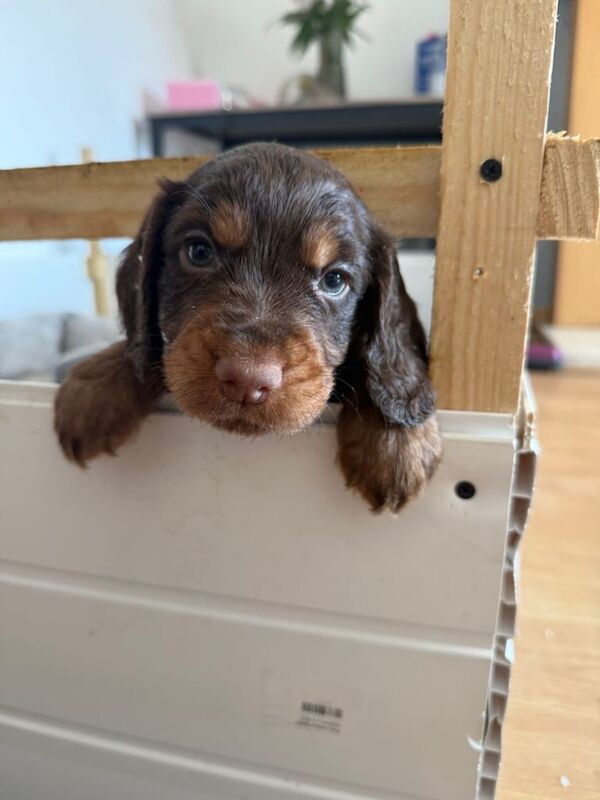 Cocker Spaniel puppies for sale in Peterlee, Durham – 6 weeks old - Image 2 of 3