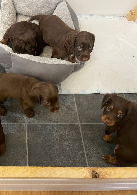 Cocker Spaniel puppies for sale in Peterlee, Durham – 6 weeks old - Image 3 of 3