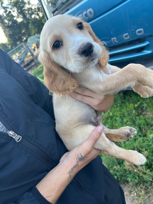Cocker Spaniel puppies for sale in Doncaster, South Yorkshire – 9 weeks old