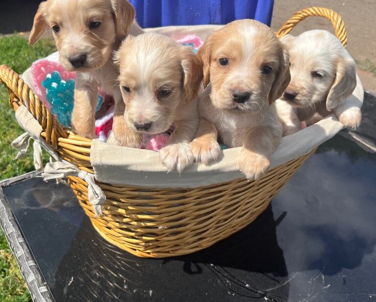 Cocker Spaniel puppies for sale in Doncaster, South Yorkshire – 9 weeks old - Image 3 of 3