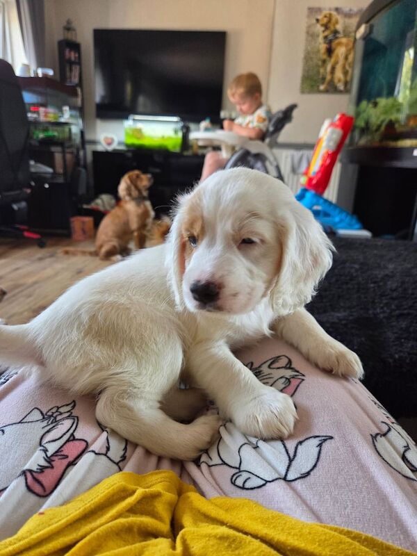 Cocker Spaniel puppies for sale in Northwich, Cheshire – 6 weeks old