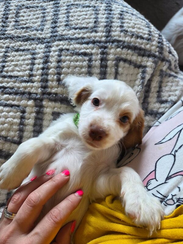 Cocker Spaniel puppies for sale in Northwich, Cheshire – 6 weeks old - Image 2 of 3