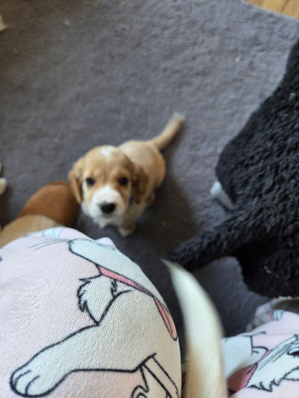Cocker Spaniel puppies for sale in Northwich, Cheshire – 6 weeks old - Image 3 of 3