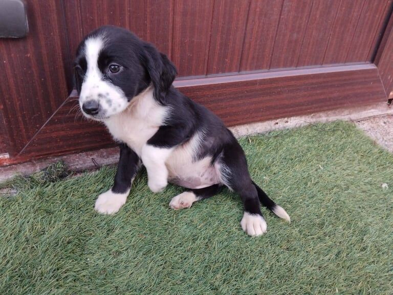 Cocker Spaniel puppies for sale in Dungannon, County Tyrone – 9 weeks old