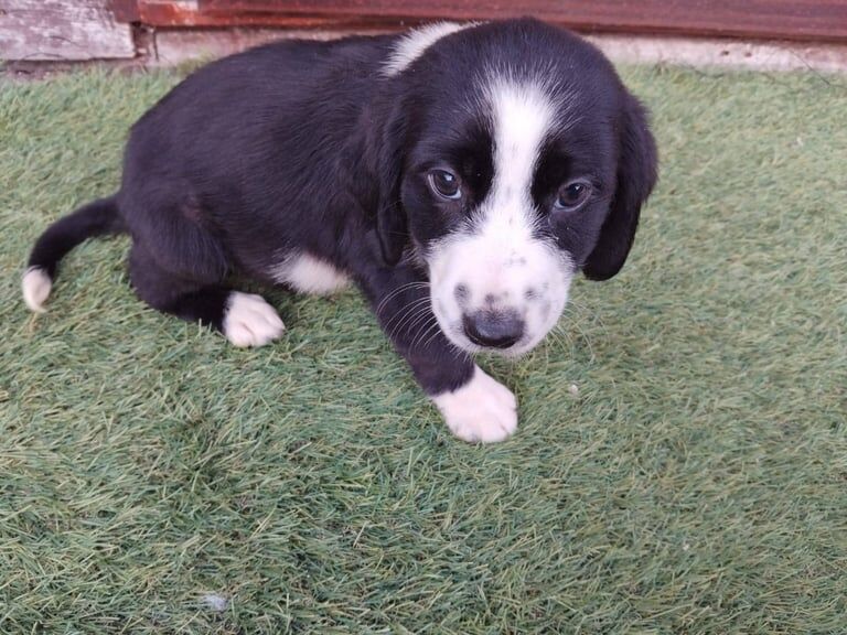 Cocker Spaniel puppies for sale in Dungannon, County Tyrone – 9 weeks old - Image 2 of 3