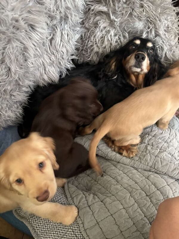 Cocker Spaniel puppies for sale in Bishop Auckland, Durham – 9 weeks old