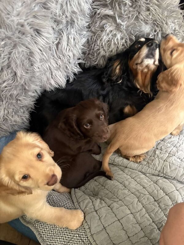 Cocker Spaniel puppies for sale in Bishop Auckland, Durham – 9 weeks old - Image 2 of 3