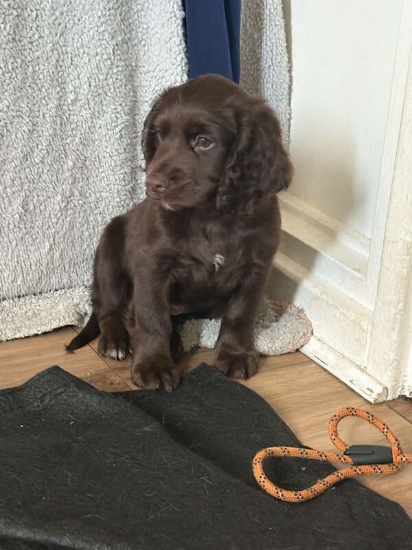 Cocker Spaniel puppies for sale in Bishop Auckland, Durham – 9 weeks old - Image 3 of 3