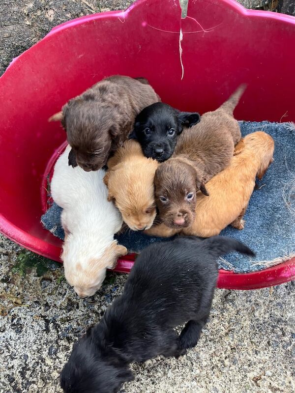Cocker Spaniel puppies for sale in Kelty, Fife – 7 weeks old