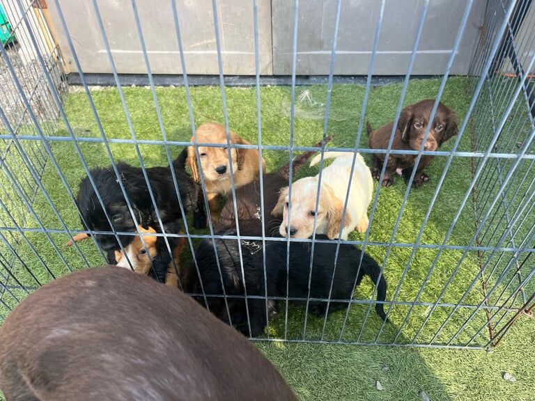 Cocker Spaniel puppies for sale in Kelty, Fife – 7 weeks old - Image 2 of 3