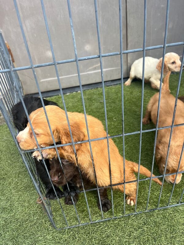 Cocker Spaniel puppies for sale in Kelty, Fife – 7 weeks old - Image 3 of 3