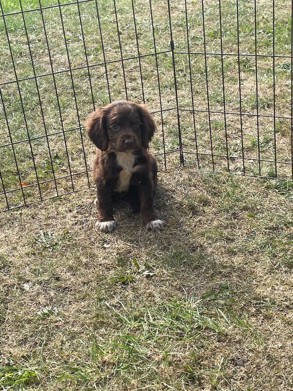 Cocker Spaniel puppies for sale in Stockton-on-Tees, Durham – 8 weeks old