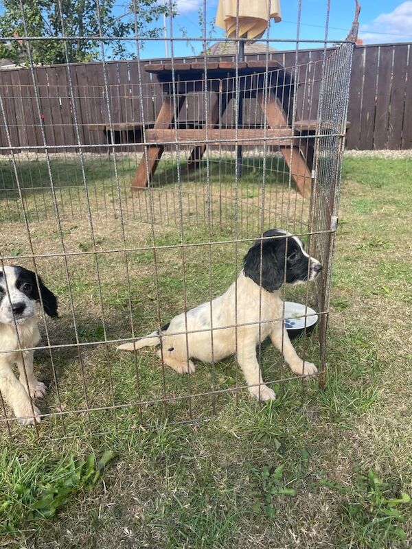 Cocker Spaniel puppies for sale in Stockton-on-Tees, Durham – 8 weeks old - Image 3 of 3
