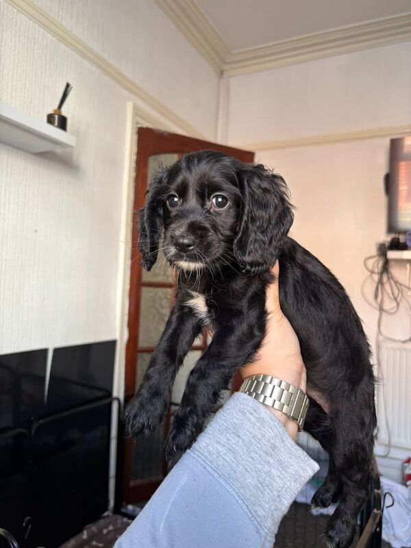 Cocker Spaniel puppies for sale in Fleetwood, Lancashire – 5 months old - Image 2 of 3