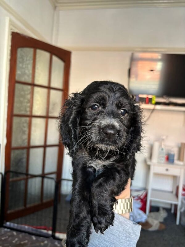 Cocker Spaniel puppies for sale in Fleetwood, Lancashire – 5 months old - Image 3 of 3