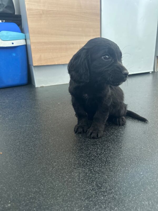 Cocker Spaniel puppies for sale in Bishop Auckland, Durham – 11 weeks old