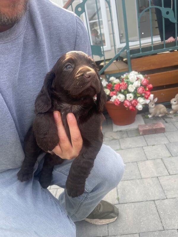 Cocker Spaniel puppies for sale in Frodsham, Cheshire – 8 weeks old