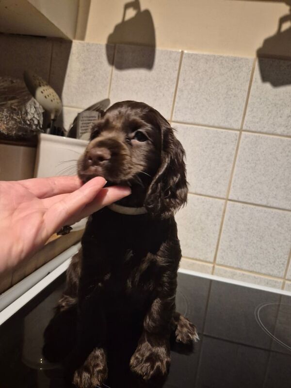 Cocker Spaniel puppies for sale in Winchester, Hampshire – KC registered, 6 weeks old
