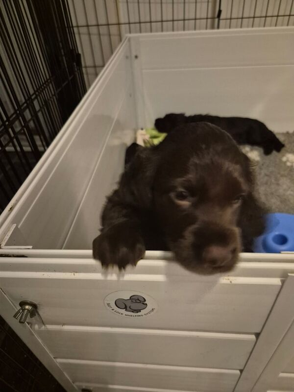 Cocker Spaniel puppies for sale in Winchester, Hampshire – KC registered, 4 months old - Image 2 of 3