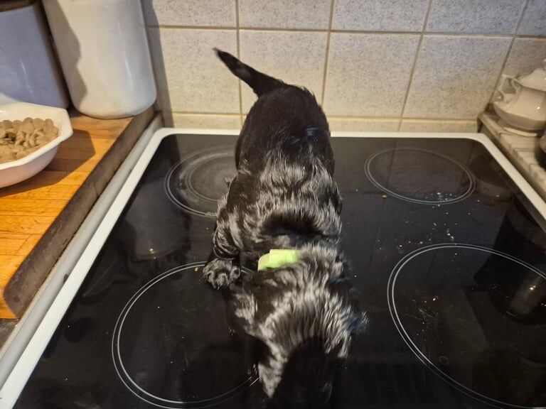 Cocker Spaniel puppies for sale in Winchester, Hampshire – KC registered, 4 months old - Image 3 of 3