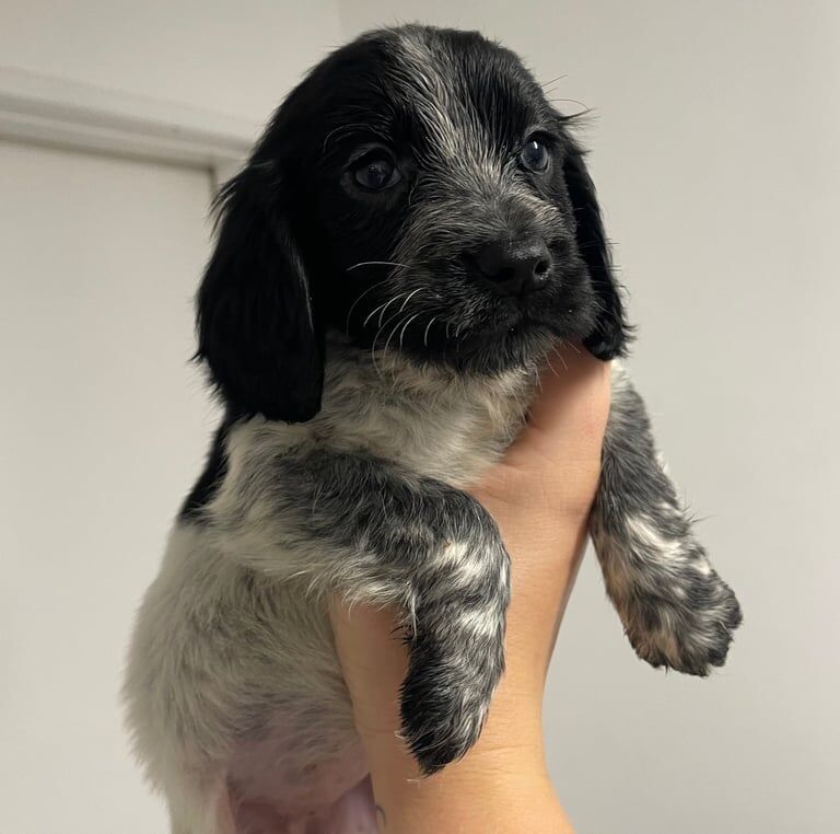 Cocker Spaniel puppies for sale in Yateley, Hampshire – 4 months old - Image 2 of 3