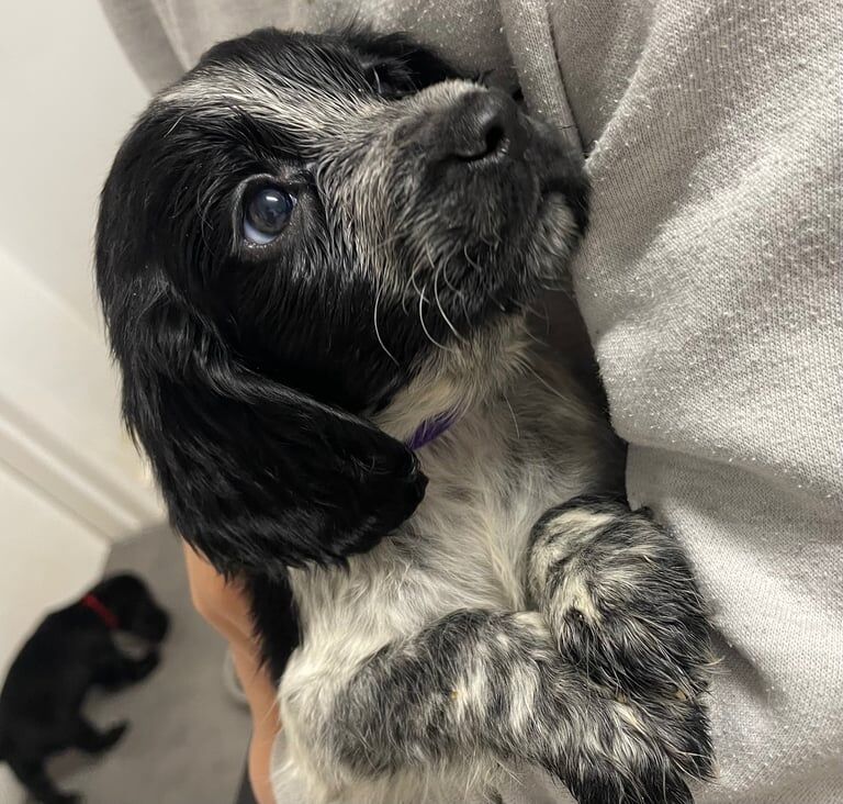 Cocker Spaniel puppies for sale in Yateley, Hampshire – 4 months old - Image 3 of 3