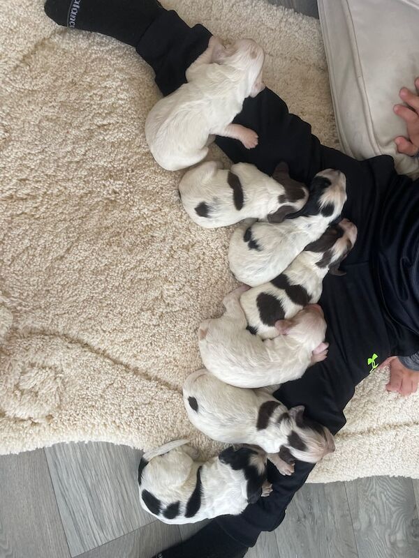 Cocker Spaniel puppies for sale in Wisbech, Cambridgeshire – 2 weeks old