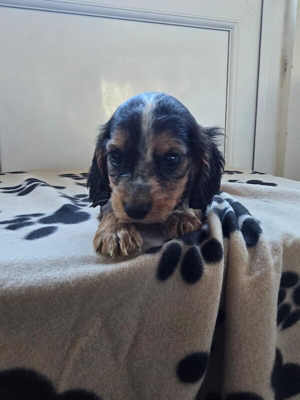 Cocker Spaniel puppies for sale in Gants Hill, Greater London – 9 weeks old - Image 2 of 3