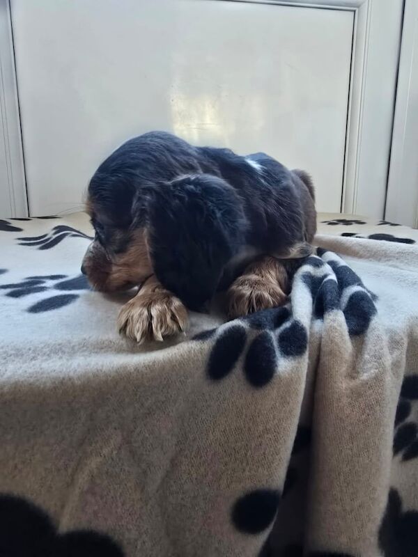 Cocker Spaniel puppies for sale in Gants Hill, Greater London – 9 weeks old - Image 3 of 3