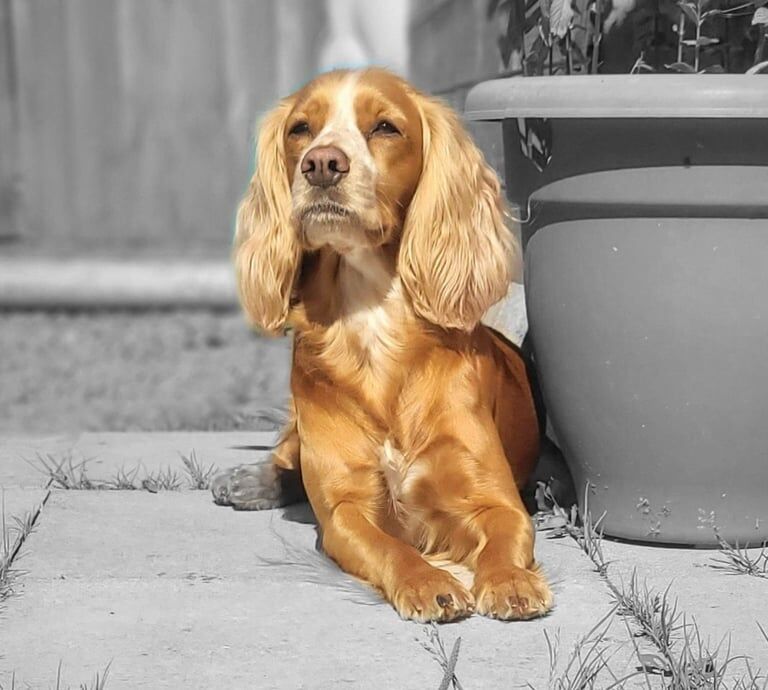 Cocker Spaniel puppies for sale in Caerphilly / Caerffili, Gwent – 5 weeks old