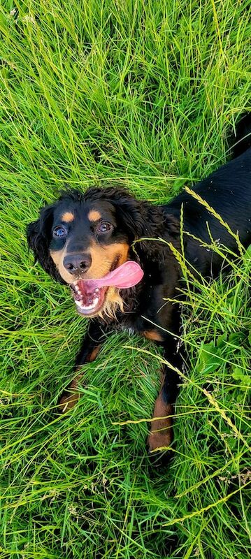 Cocker Spaniel puppies for sale in Caerphilly / Caerffili, Gwent – 6 weeks old - Image 2 of 3