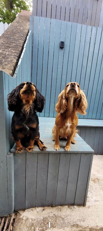 Cocker Spaniel puppies for sale in Caerphilly / Caerffili, Gwent – 6 weeks old - Image 3 of 3