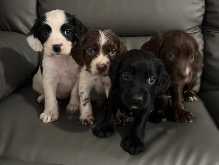 Cocker Spaniel puppies for sale in Romford, Greater London – 8 weeks old