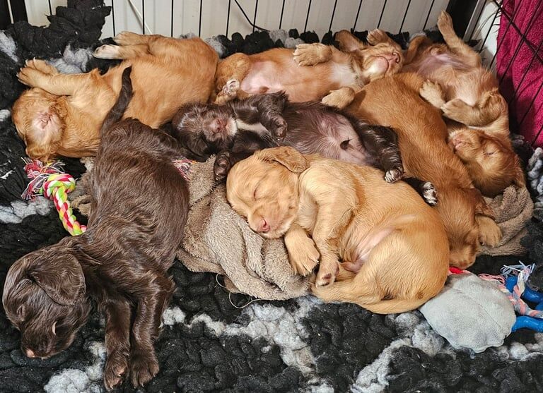 Cocker Spaniel puppies for sale in Lindfield, West Sussex – KC registered, 6 weeks old