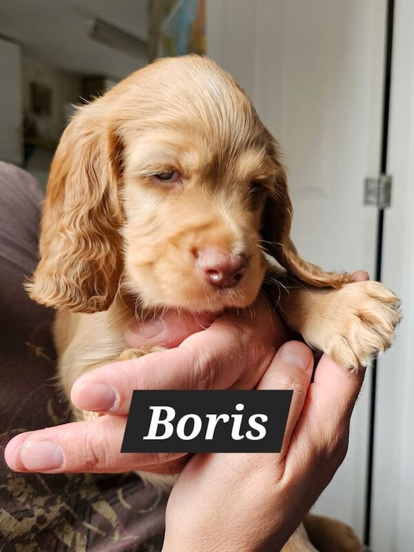 Cocker Spaniel puppies for sale in Lindfield, West Sussex – KC registered, 6 weeks old - Image 2 of 3