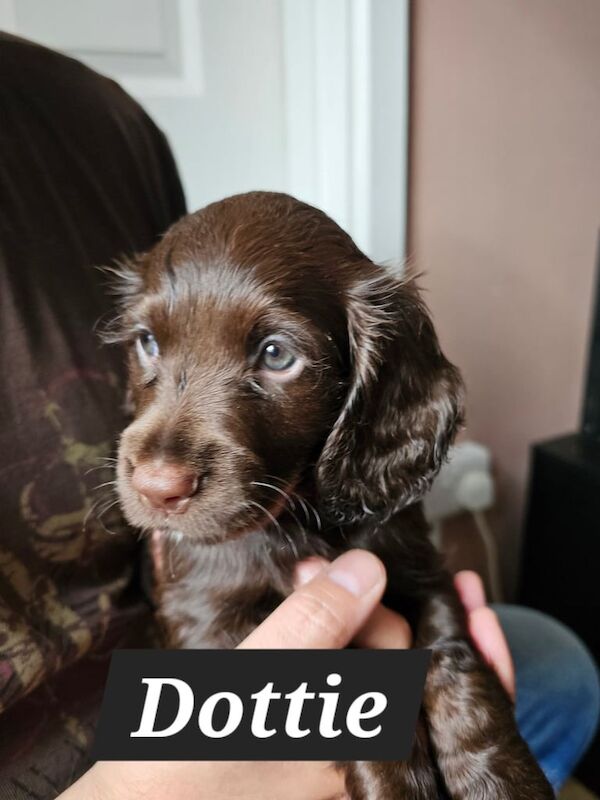 Cocker Spaniel puppies for sale in Lindfield, West Sussex – KC registered, 6 weeks old - Image 3 of 3
