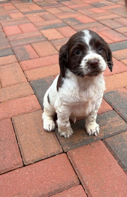 Cocker Spaniel puppies for sale in Llanelli, Dyfed – 8 weeks old