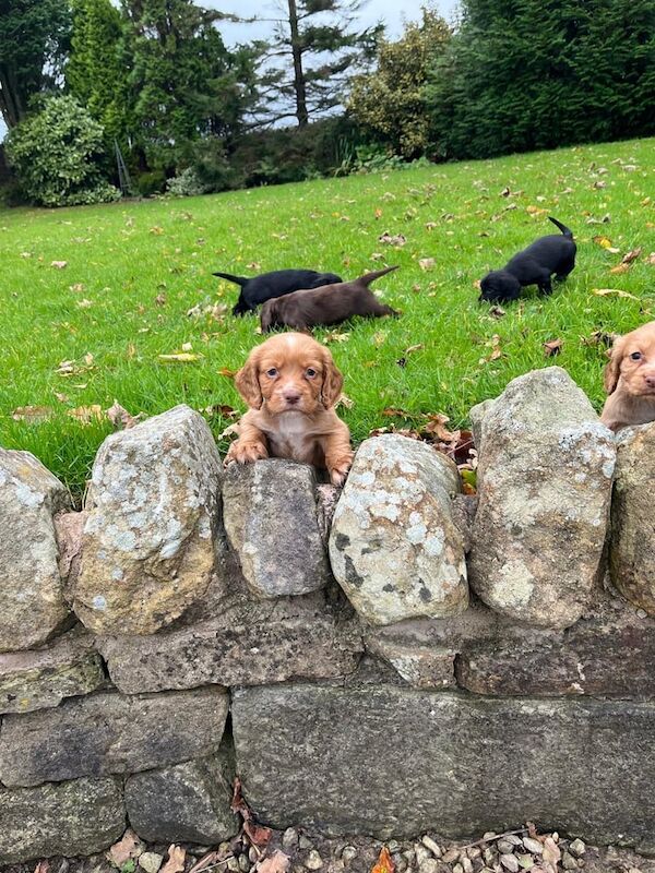 Cocker Spaniel puppies for sale in Lancaster, Lancashire – 7 weeks old