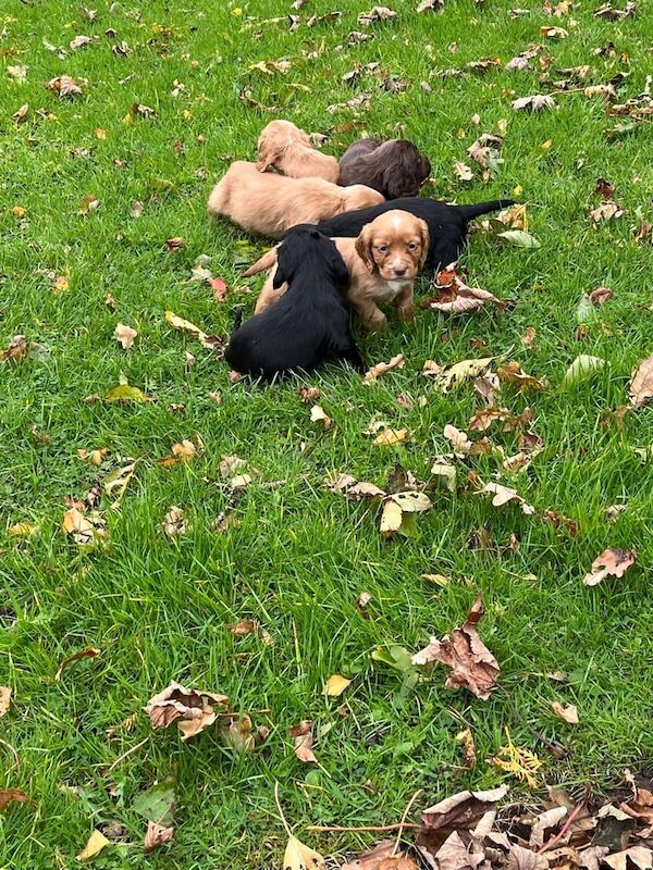 Cocker Spaniel puppies for sale in Lancaster, Lancashire – 7 weeks old - Image 2 of 3