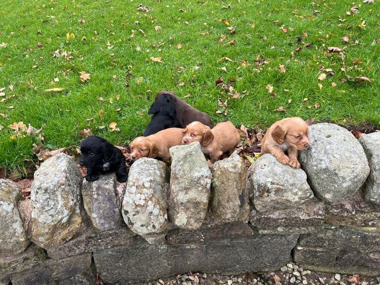 Cocker Spaniel puppies for sale in Lancaster, Lancashire – 7 weeks old - Image 3 of 3